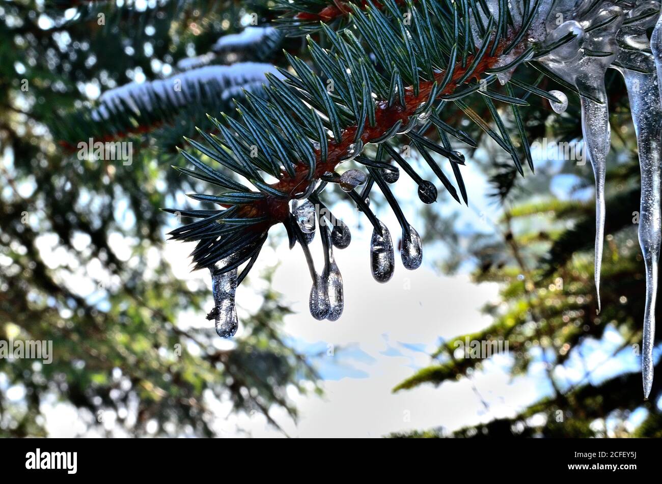 Little drop like Icicles on green Pine Tree branch during Winter in Transylvania. Stock Photo