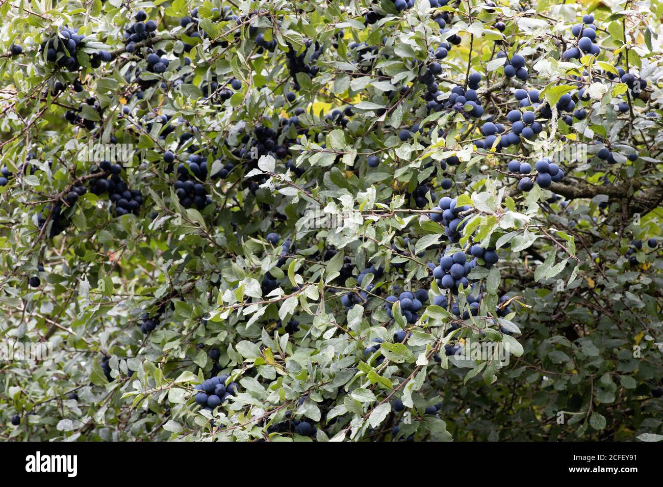 Sloe berries Stock Photo