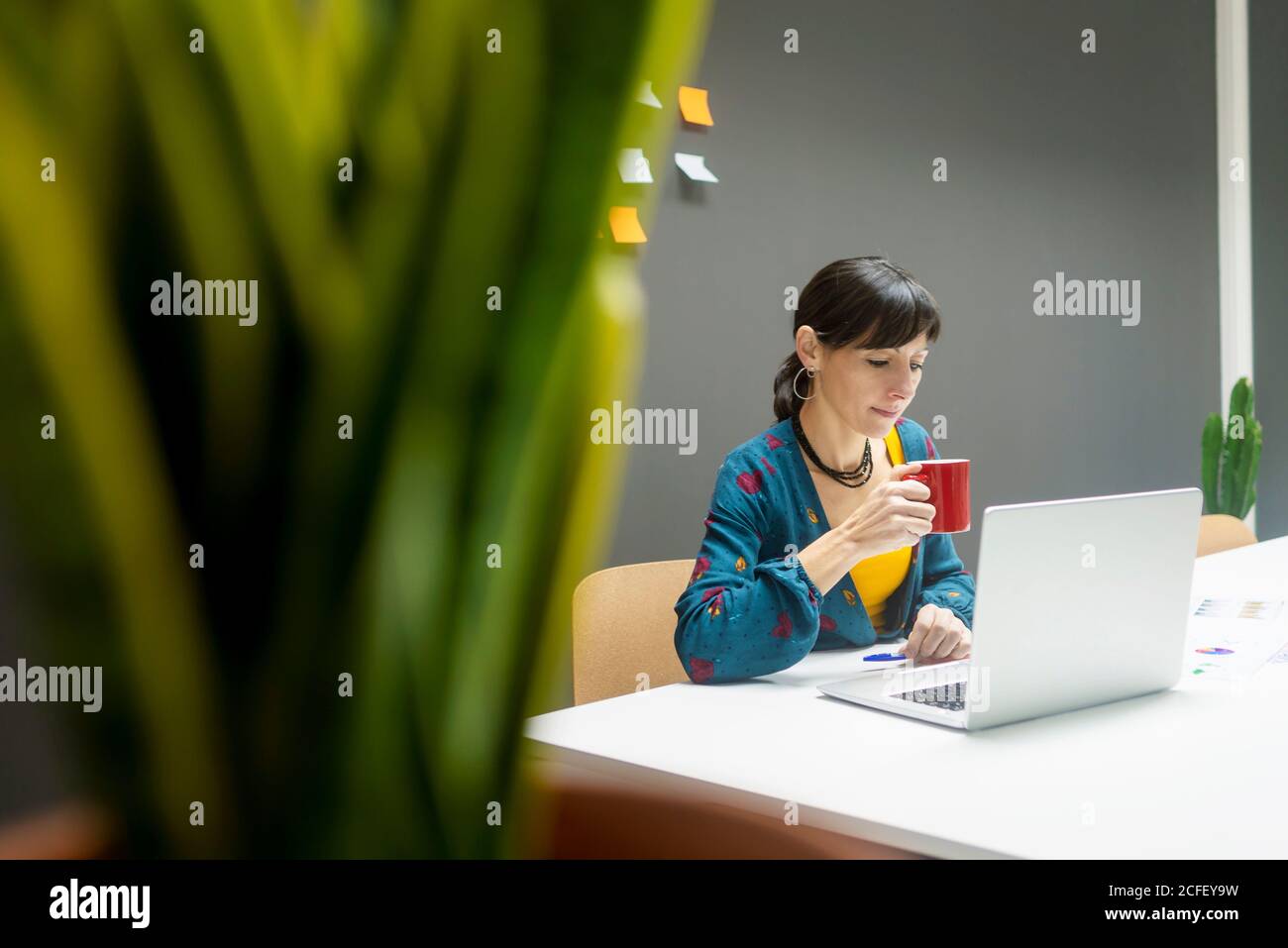 Pretty adult Woman with mug of hot drink browsing laptop while working in modern office Stock Photo