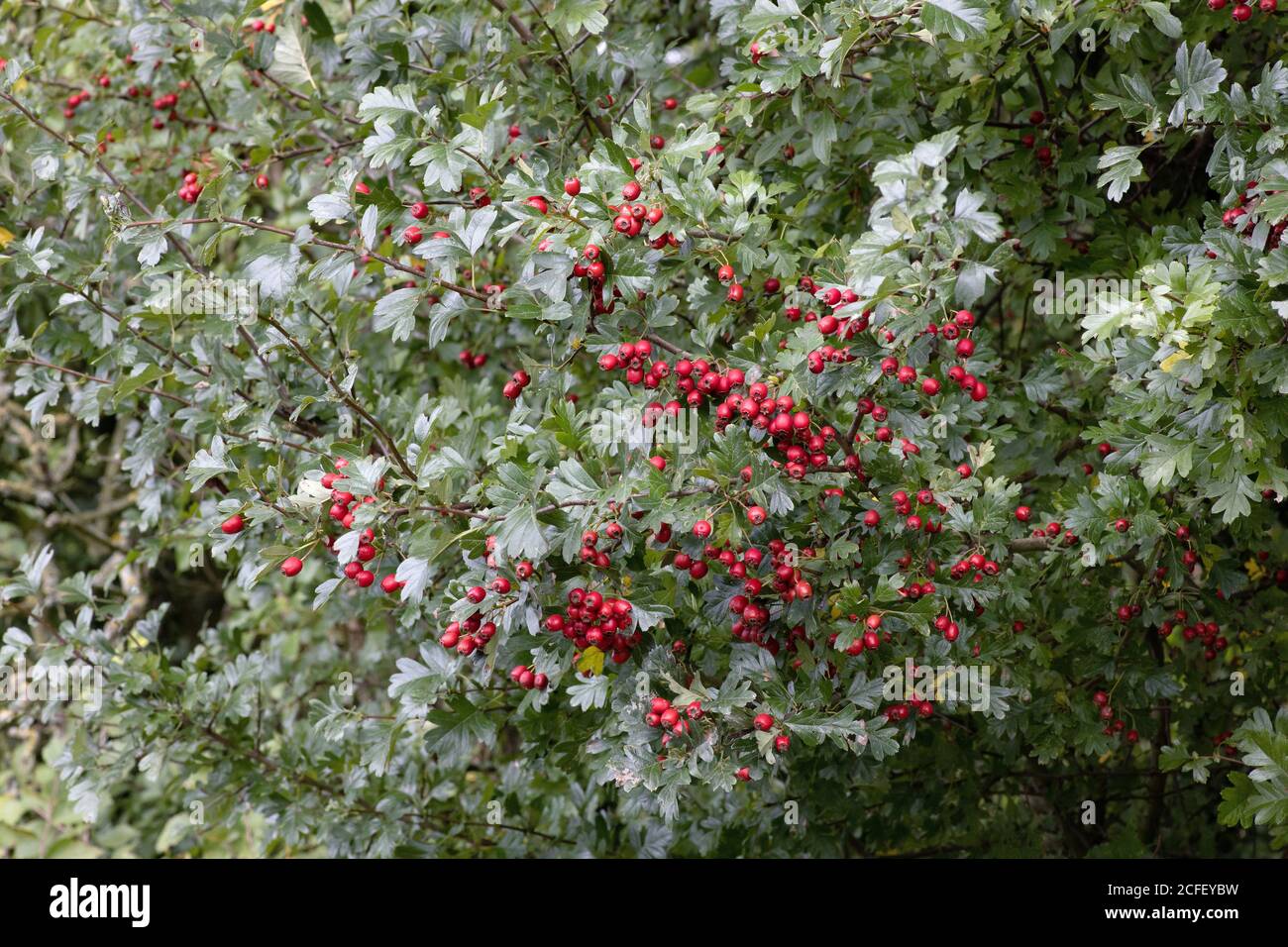 Hawthorn berries Stock Photo