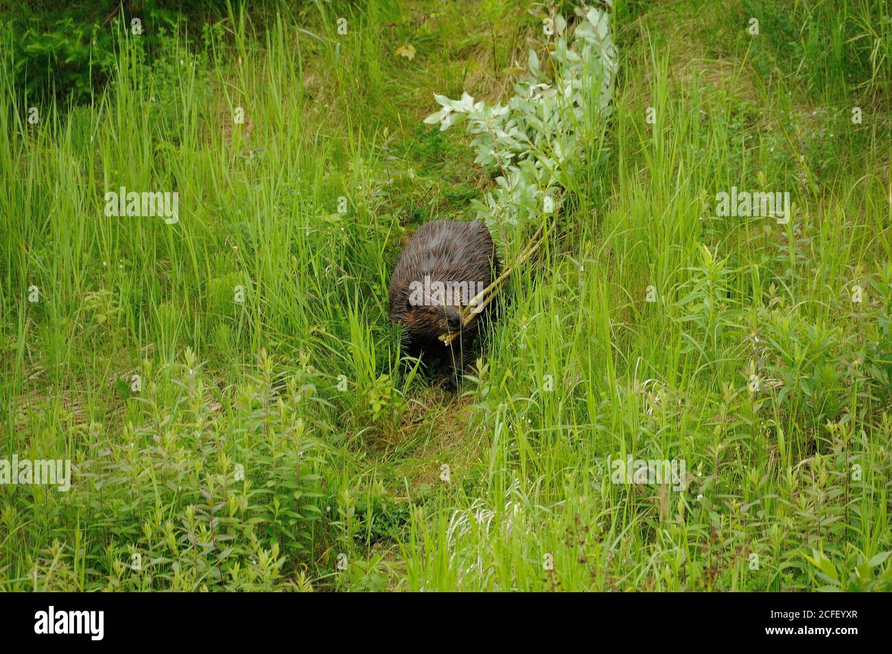 Beaver close-up profile view logging a tree branch for building beaver lodge and displaying brown fur coat, body, head, eye, ears, in its habitat and Stock Photo