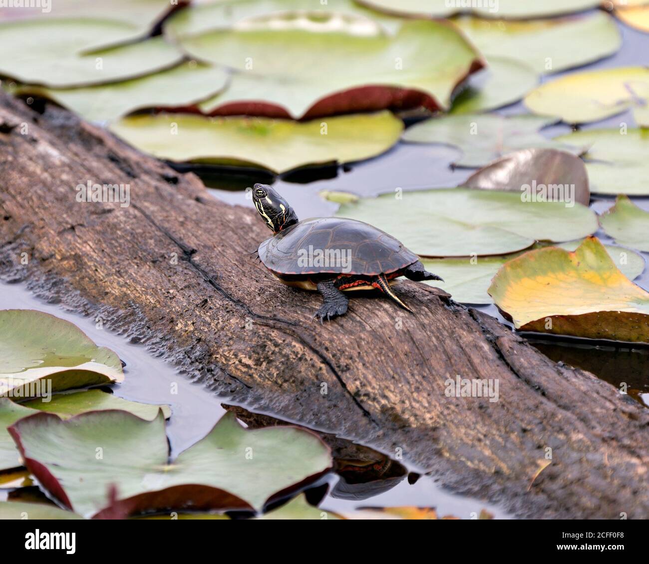 Closeup Using A Brush To Clean A Turtle Stock Photo - Download Image Now -  Animal, Bathtub, China - East Asia - iStock