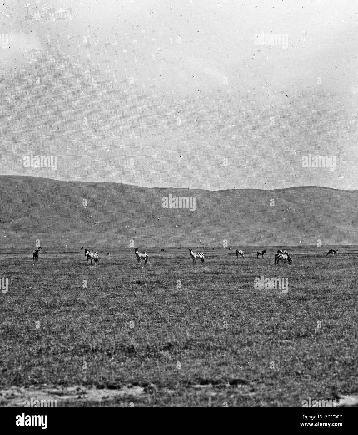 Original Caption Tanganyika Ngorongoro Crater Zebra With Crater Wall 