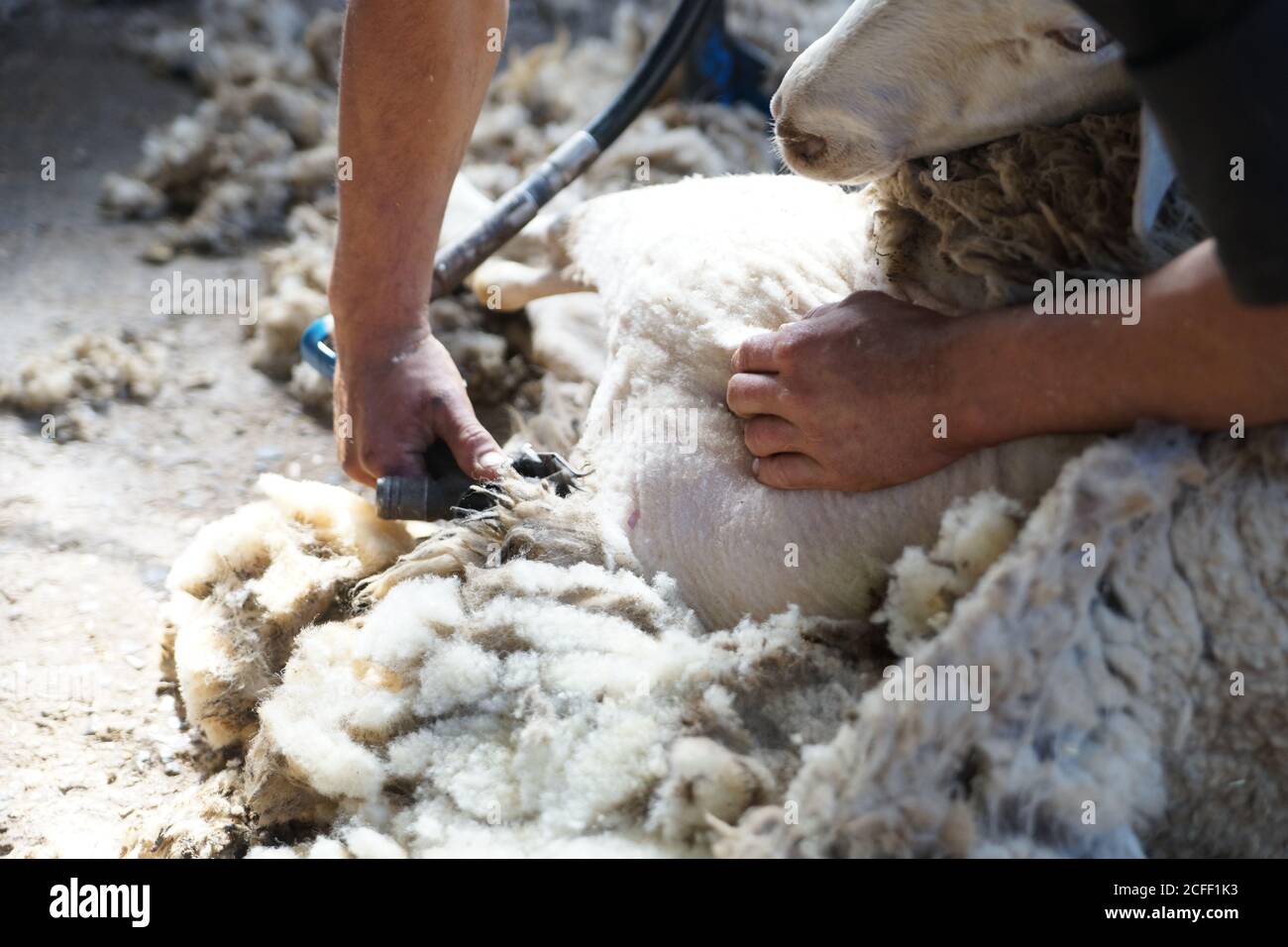 unrecognizable farm worker removing wool from sheep with professional