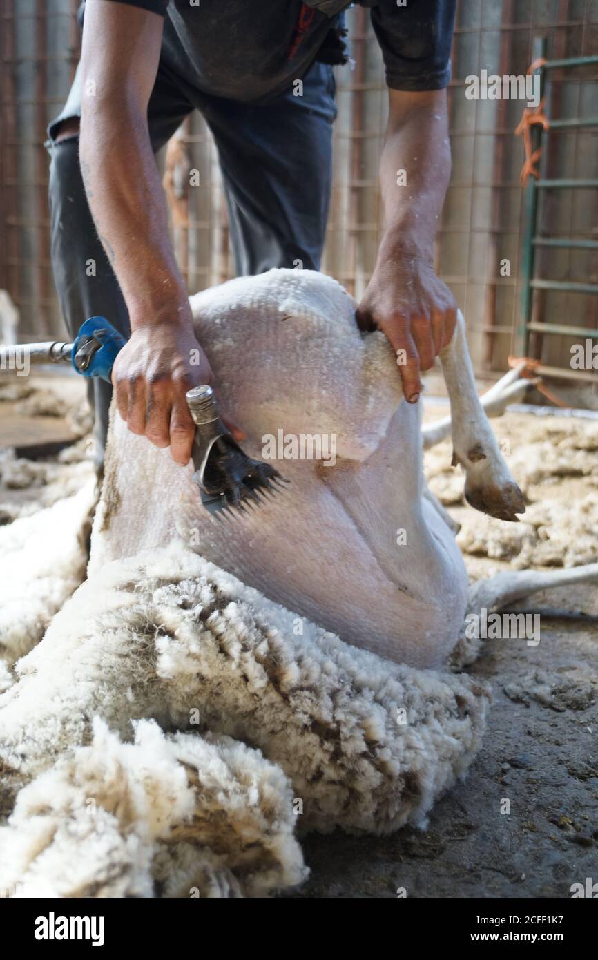 unrecognizable farm worker removing wool from sheep with professional tool  on ground in shed Stock Photo - Alamy