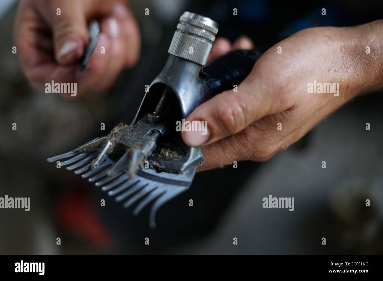anonymous man fixing dirty shearing razor while working in barn on farm ...