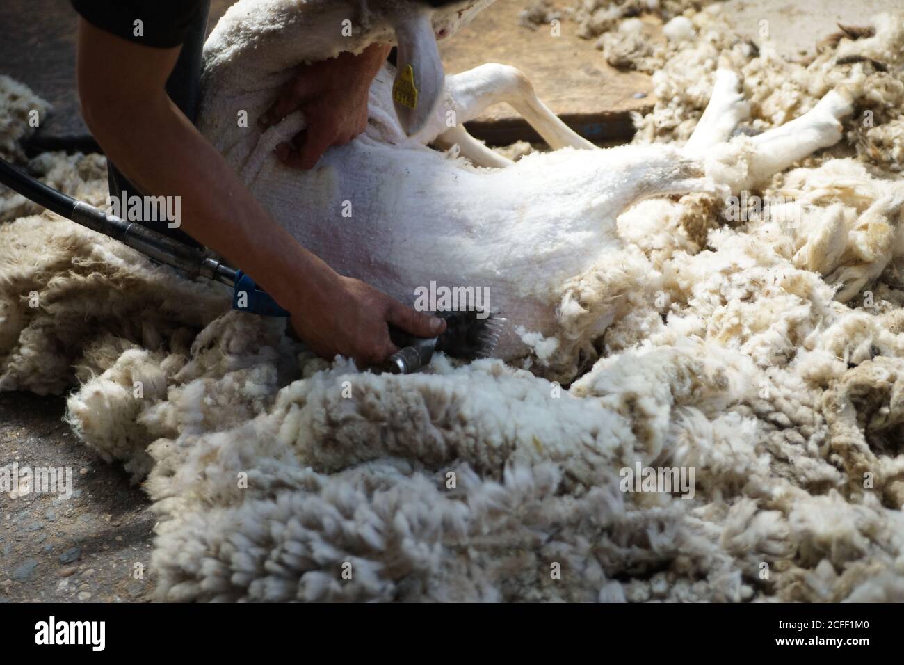 unrecognizable farm worker removing wool from sheep with professional