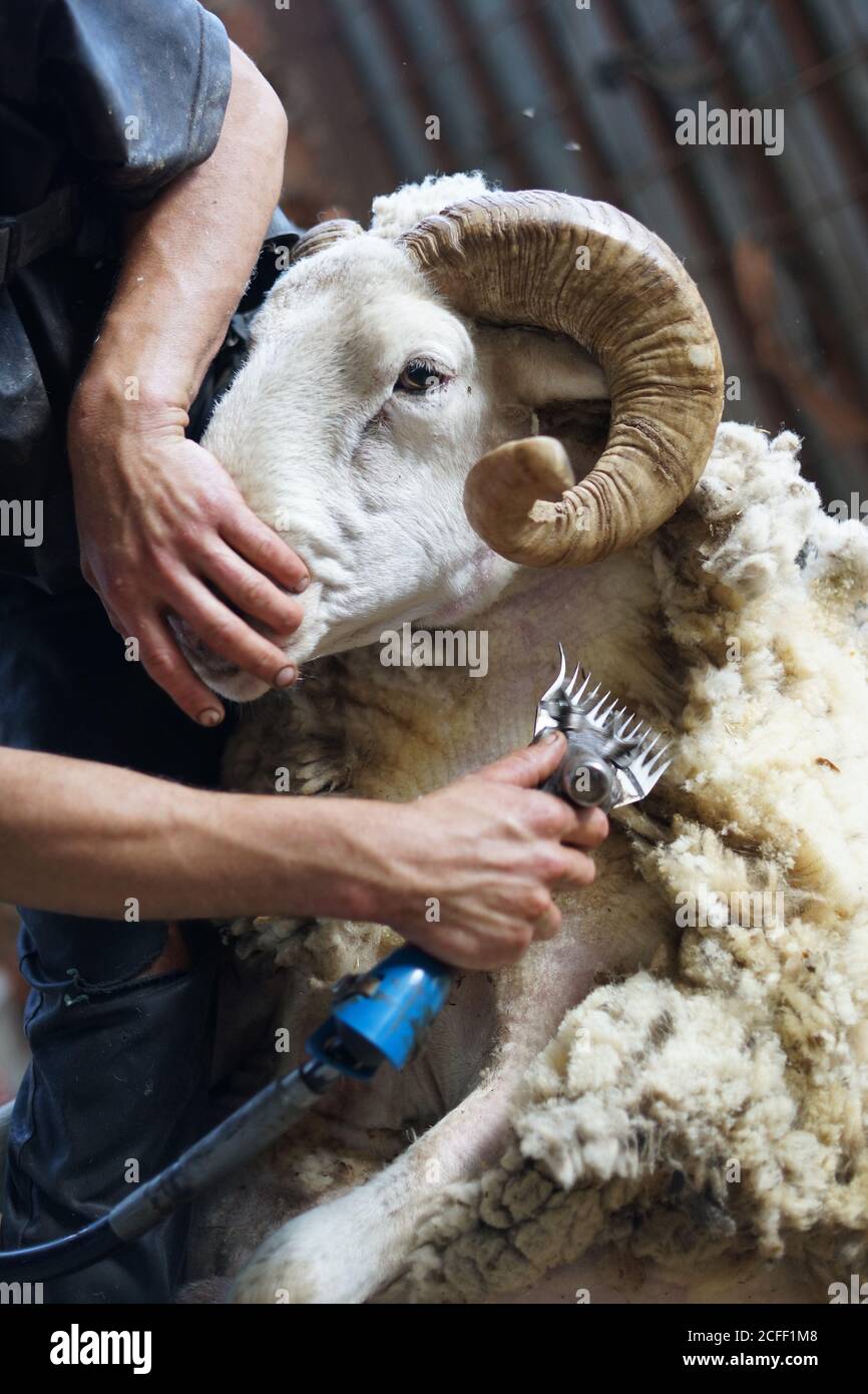unrecognizable farm worker removing wool from sheep with professional