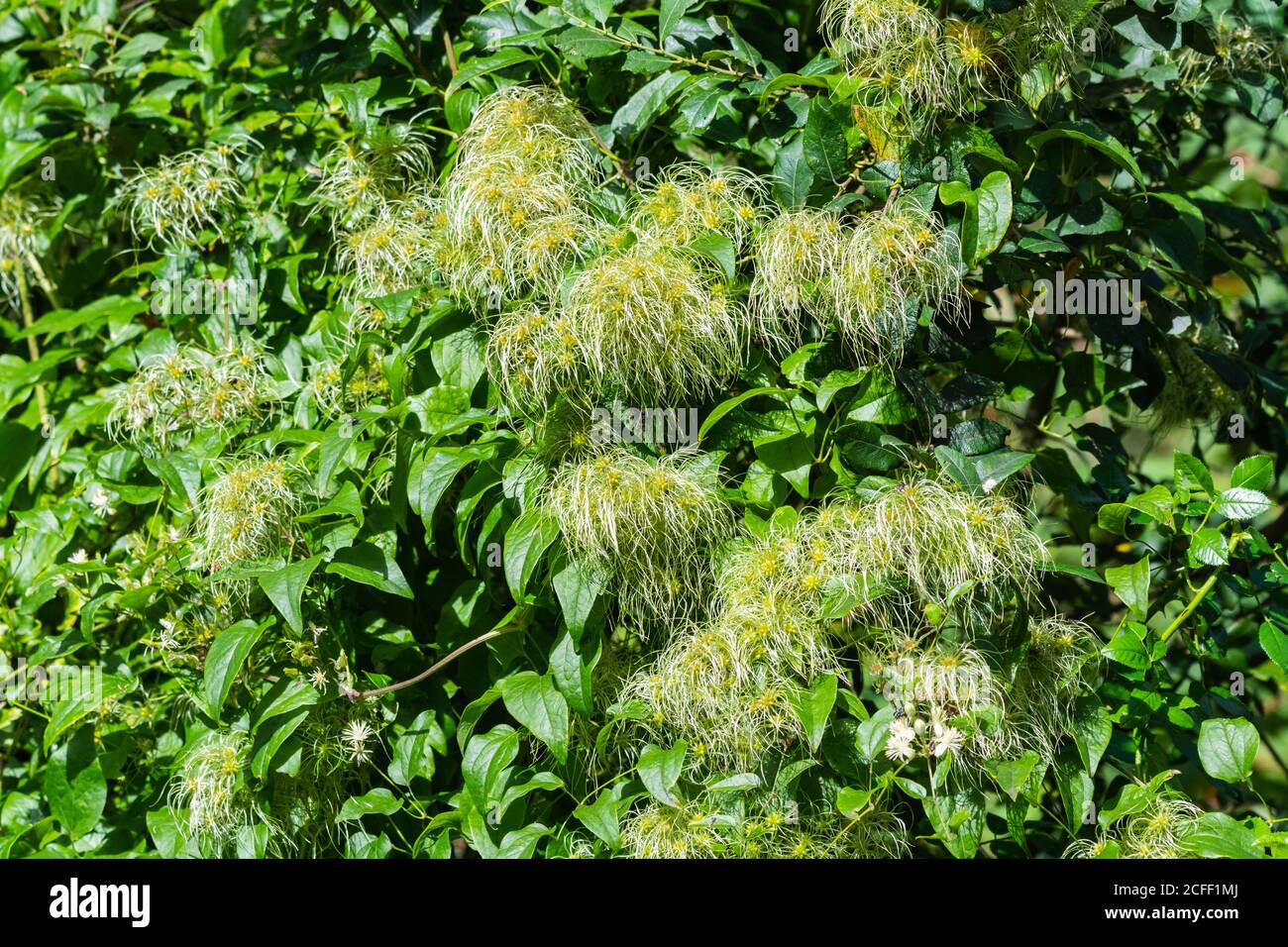 Seed heads of Clematis vitalba shrubs (Old Man's Beard or Traveller's Joy) growing in Summer in the UK. Stock Photo