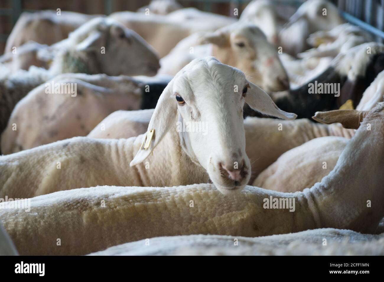 Flock of hairless white sheep standing in corral after shearing on farm Stock Photo