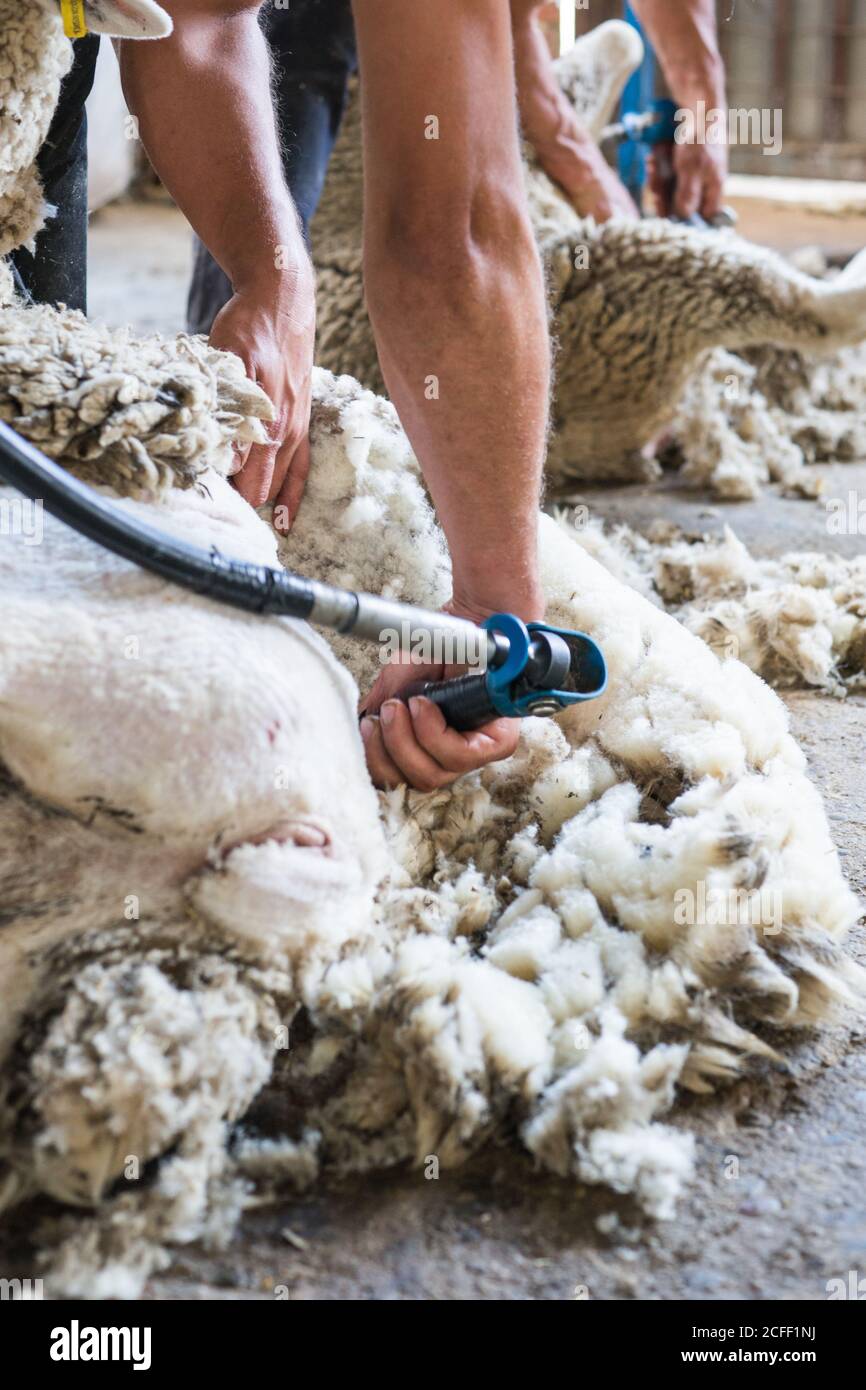 unrecognizable farm worker removing wool from sheep with professional