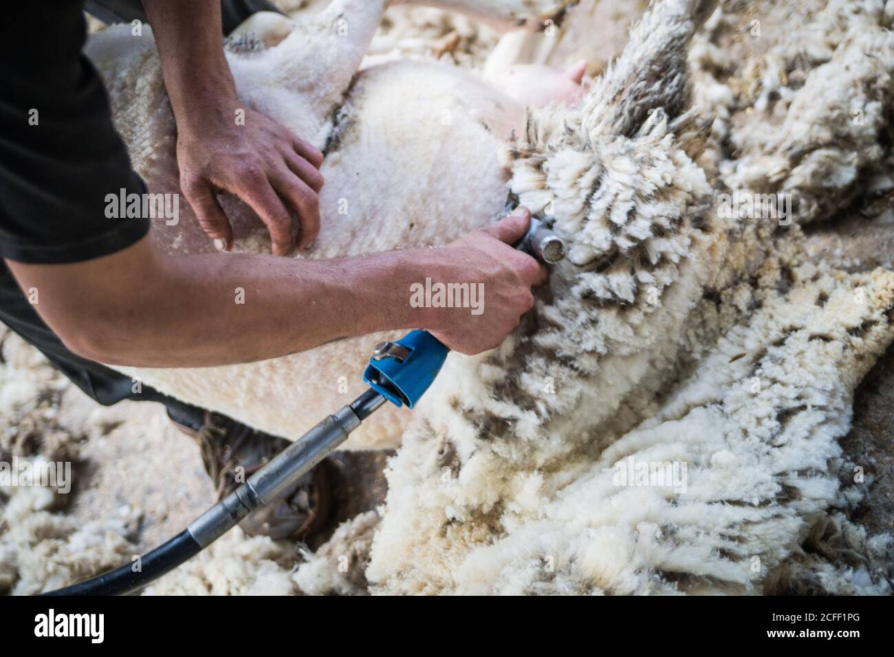unrecognizable farm worker removing wool from sheep with professional