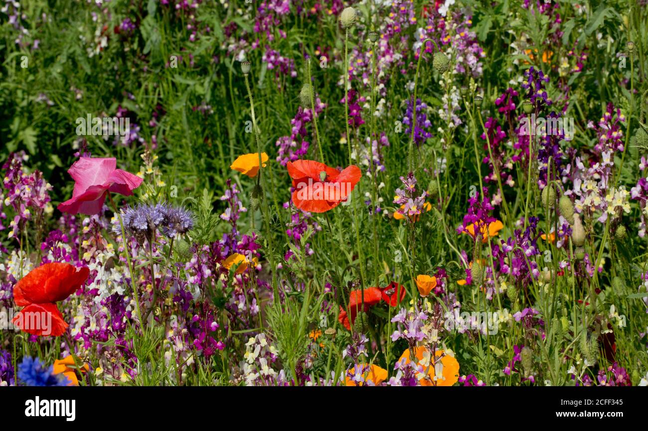 Creating biodiversity hires stock photography and images Alamy