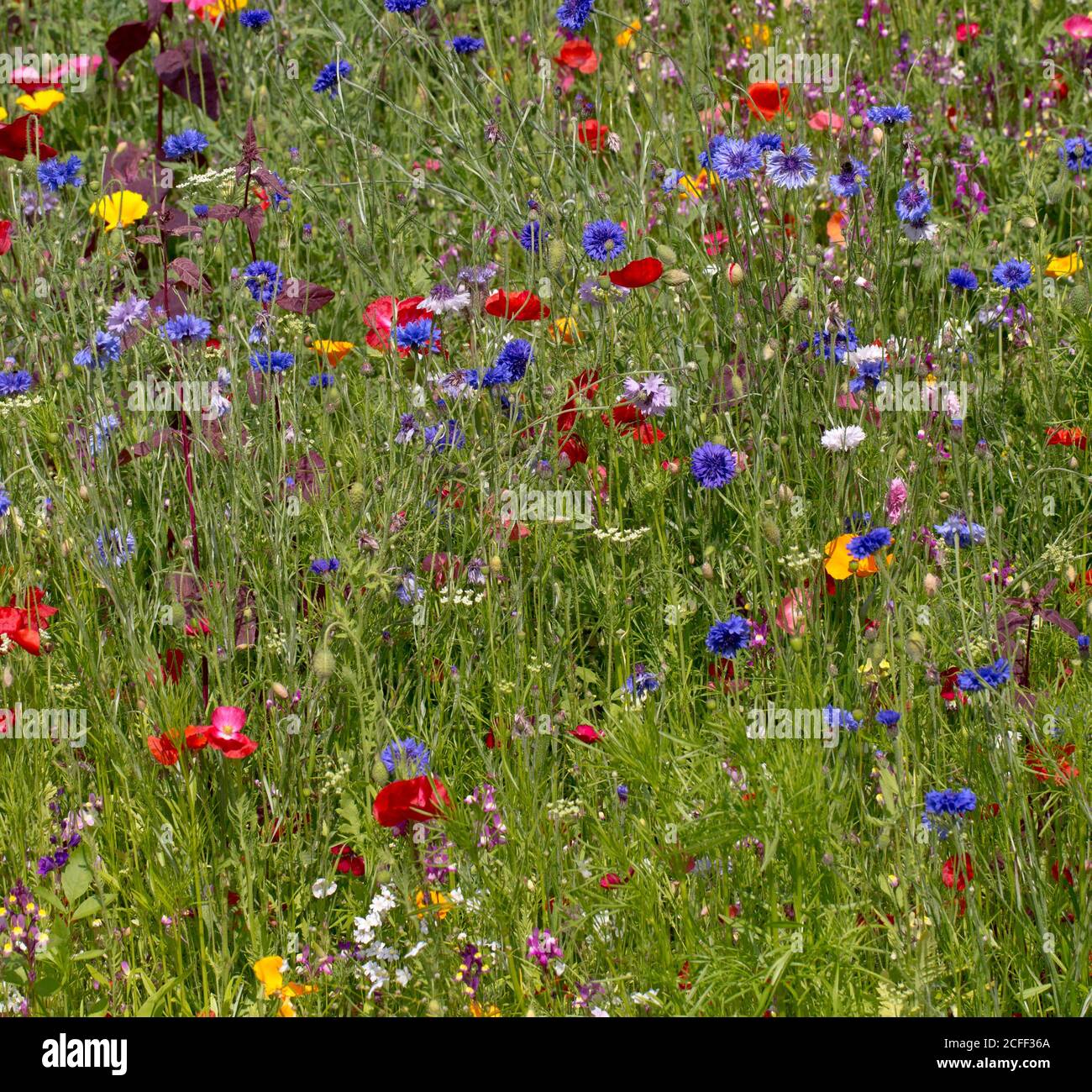 Poppies in wild flower meadow, Edinburgh, Scotland Stock Photo Alamy