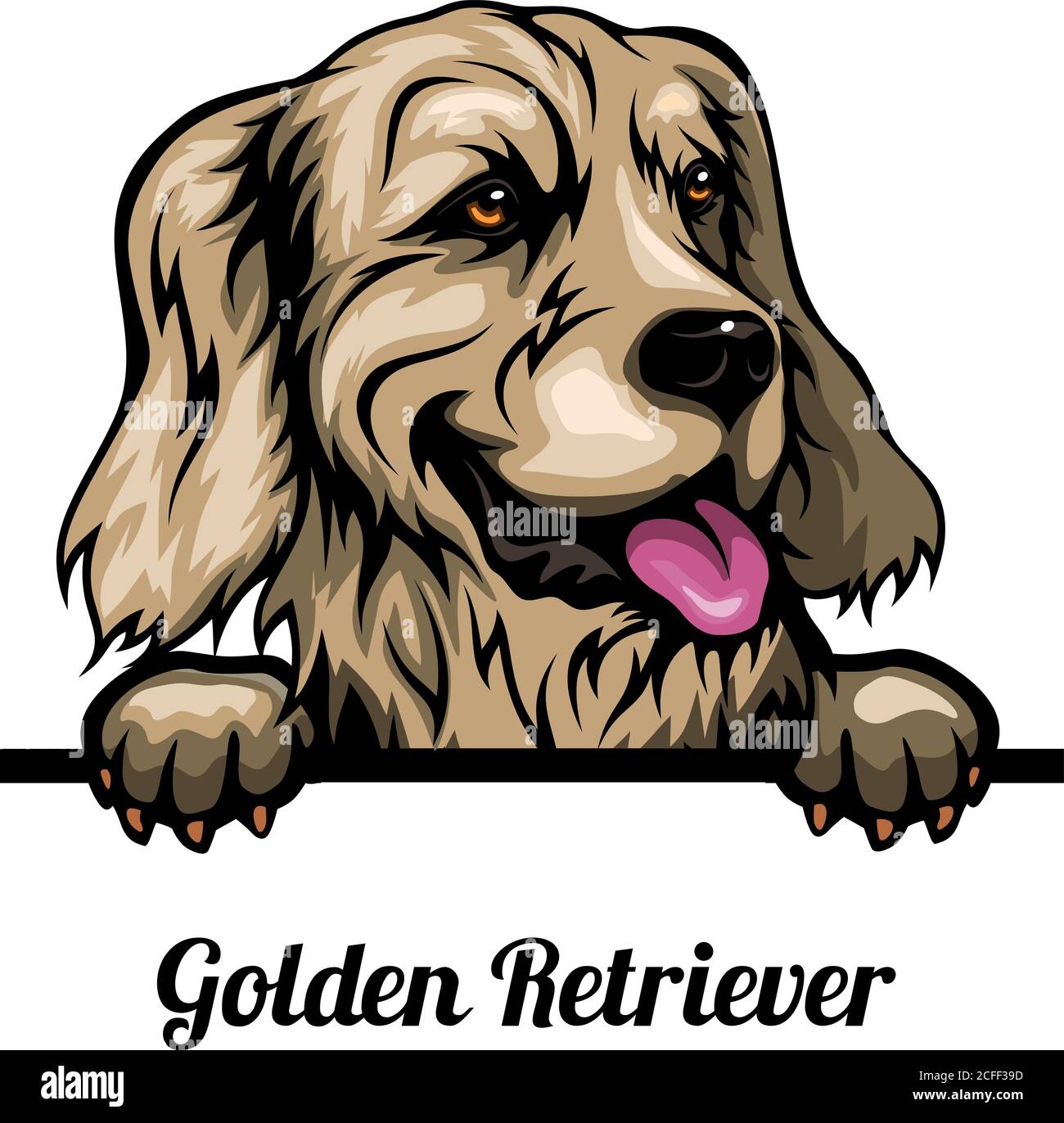 Head Golden Retriever dog breed. Color image of a dogs head isolated