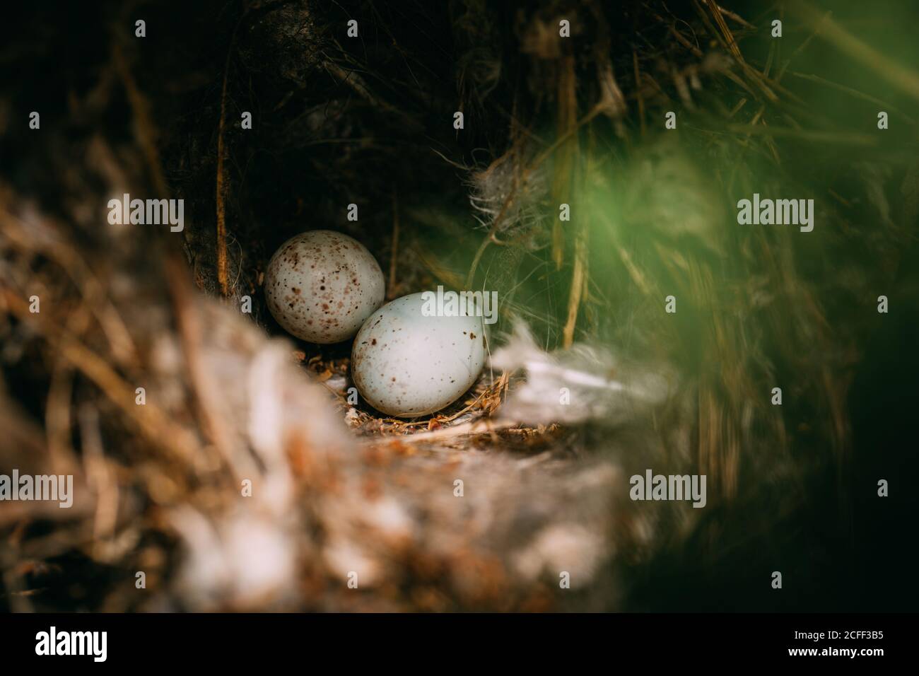 From above nest with small bird eggs placed on branches of thin conifer tree in forest Stock Photo