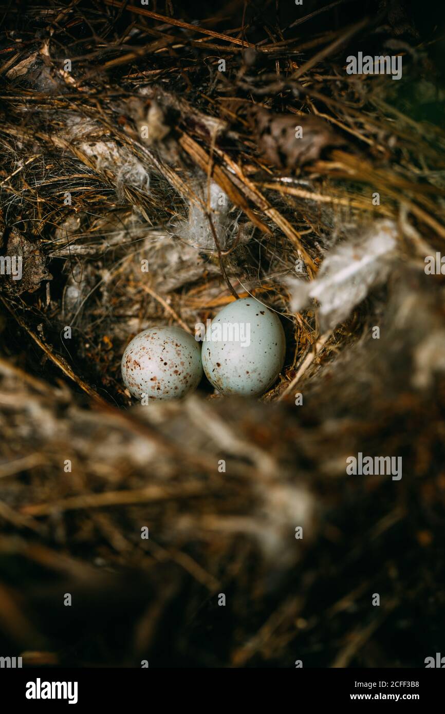 From above nest with small bird eggs placed on branches of thin conifer tree in forest Stock Photo