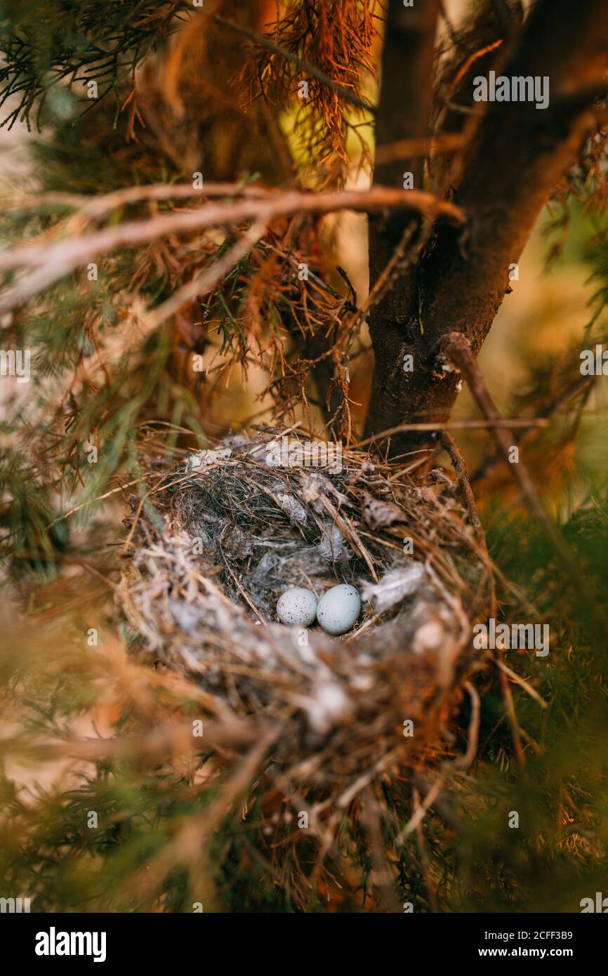 From above nest with small bird eggs placed on branches of thin conifer tree in forest Stock Photo