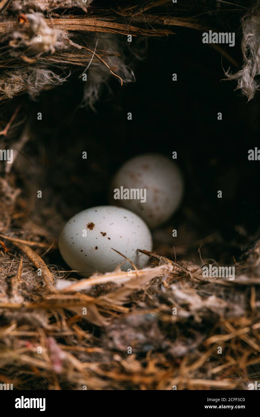 From above nest with small bird eggs placed on branches of thin conifer