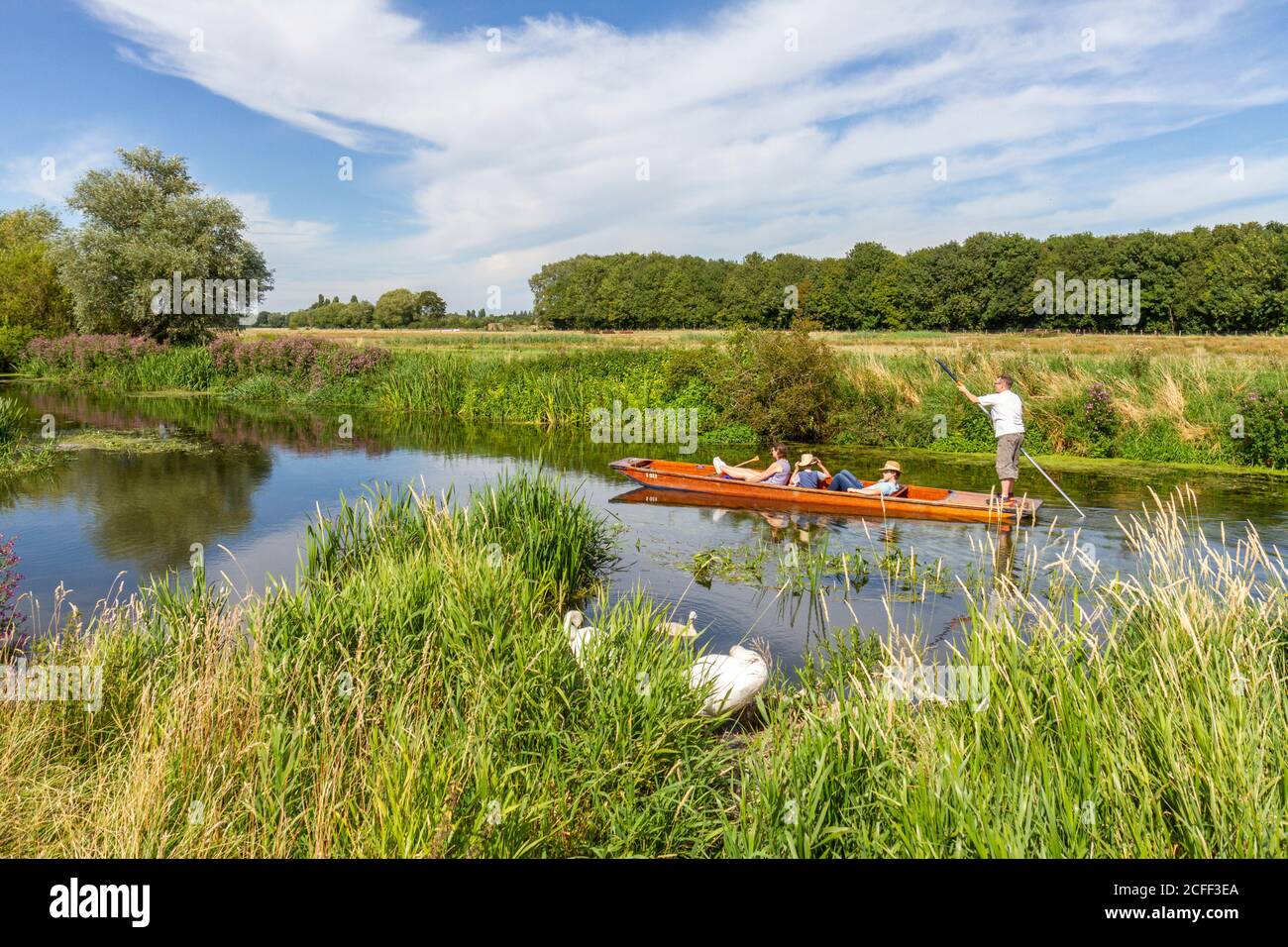 A punt moves down the River Cam past a family of swans on Grantchester Meadows, Grantchester, Cambridgeshire, UK. Stock Photo