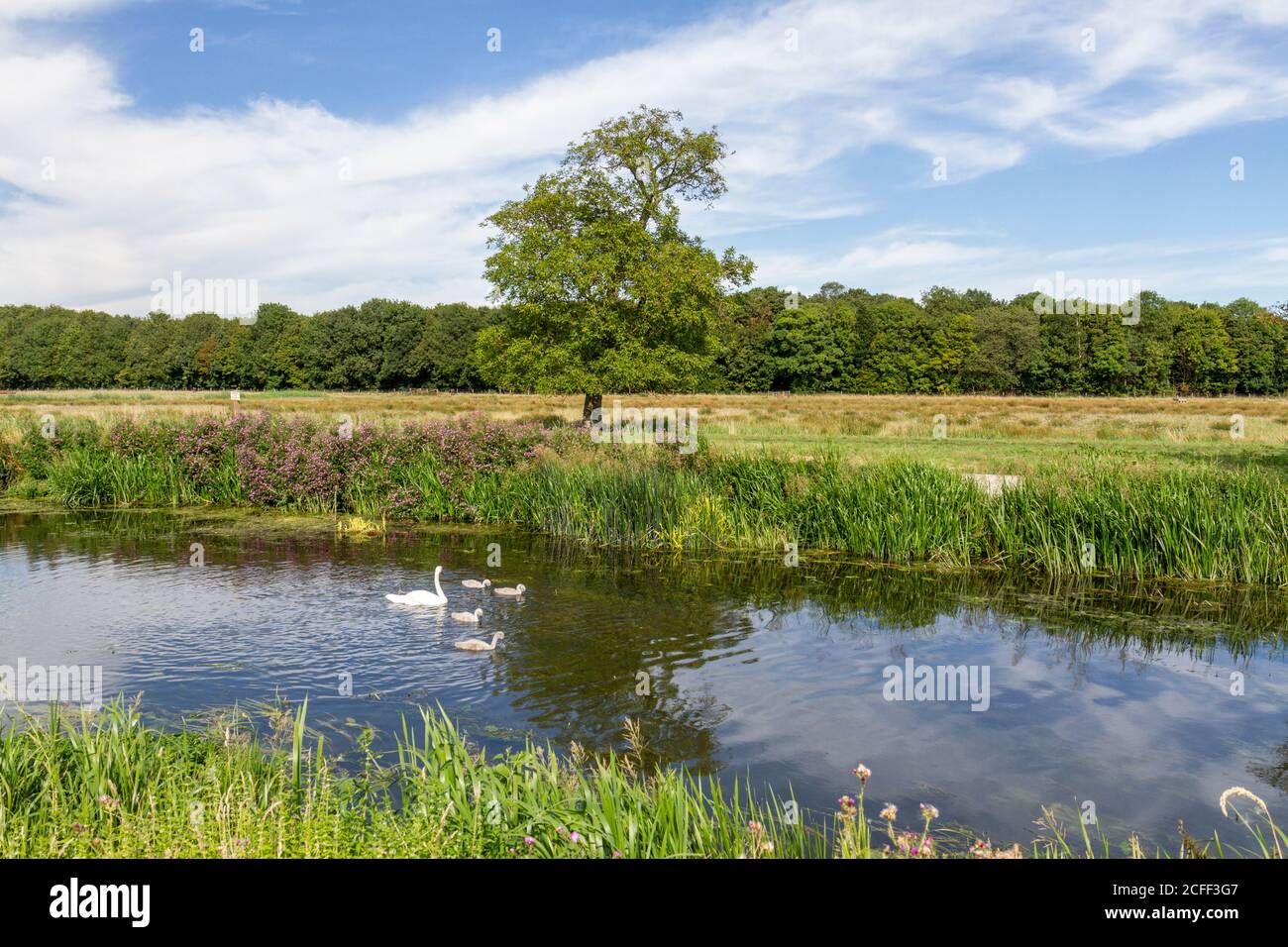 Family of swans on the River Cam, Grantchester Meadows, Grantchester, Cambridgeshire, UK. Stock Photo