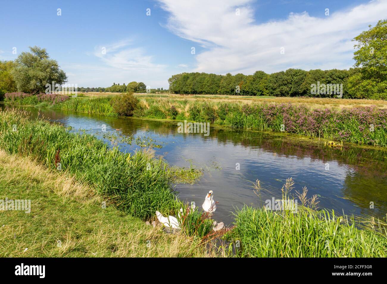 Family of swans on the River Cam, Grantchester Meadows, Grantchester, Cambridgeshire, UK. Stock Photo