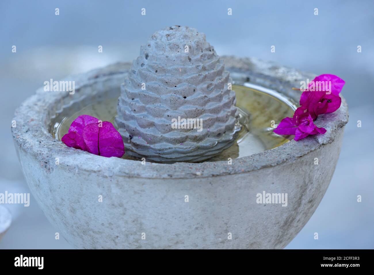A concrete bowl with purple bougainvillea flowers on the edge Stock Photo