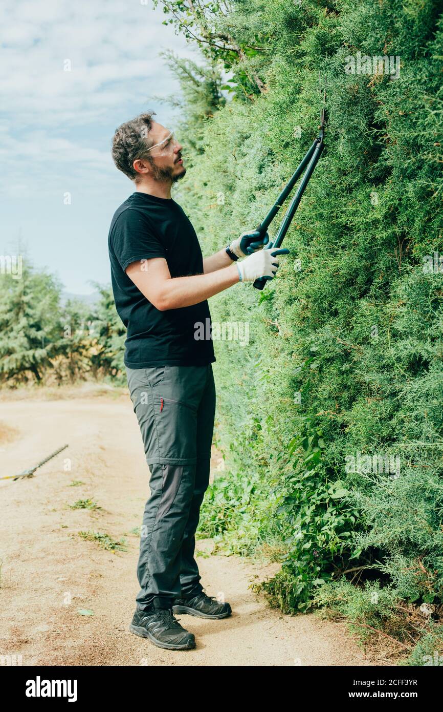 Caucasian man trimming an arizonica hedge with big scissor for garden Stock Photo