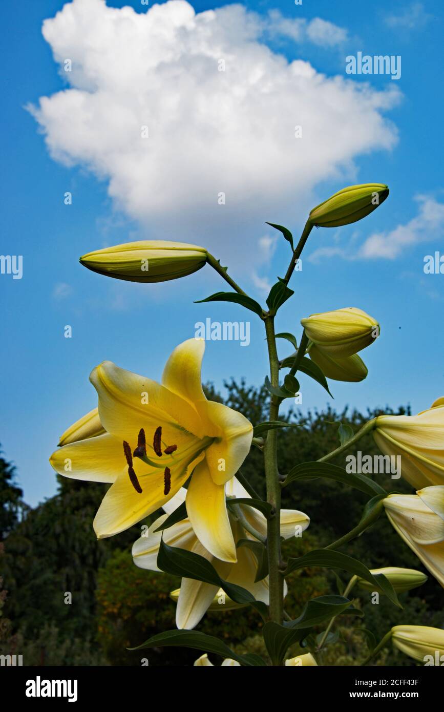 Tree Lily Stock Photo