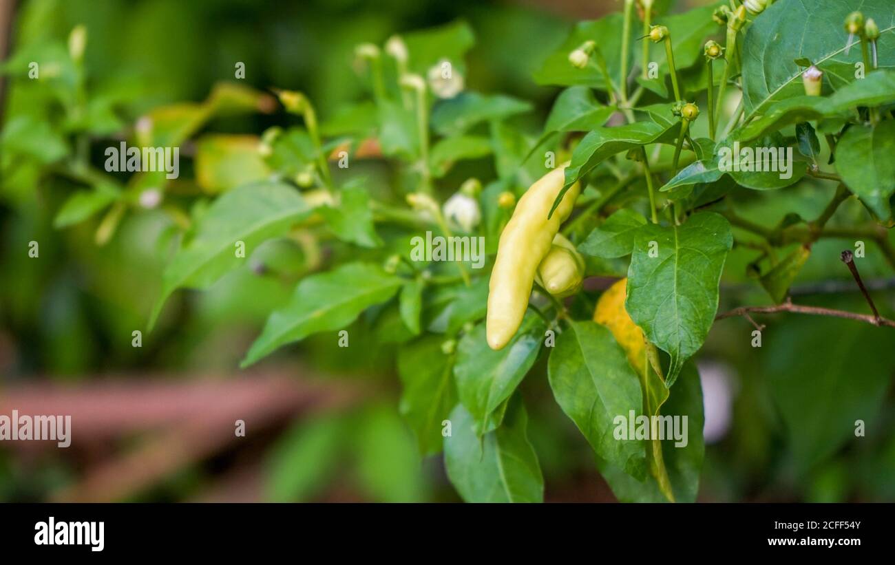 Chilli Growing High Resolution Stock Photography and Images - Alamy