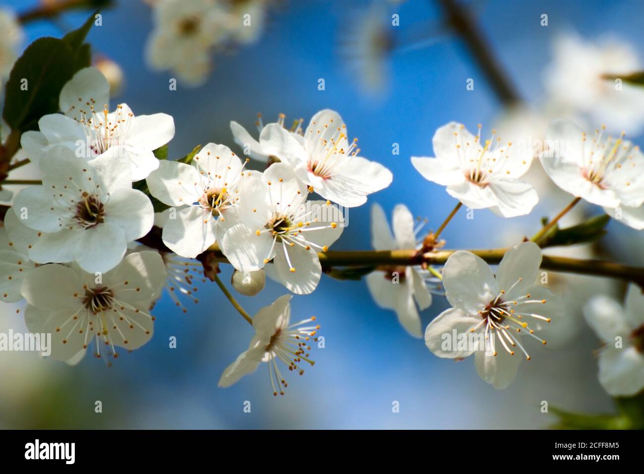 Spring blooming white cherry flowers branch Stock Photo