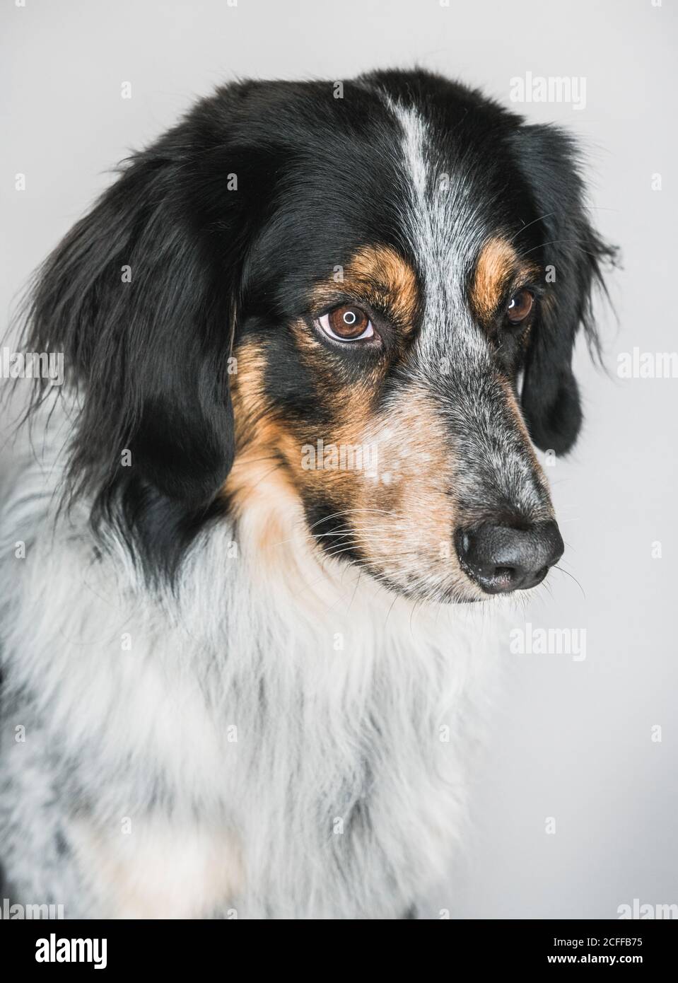 Closeup of cute fluffy mixed breed Bordernese or Border Collie Bernese  Mountain Dog Mix looking away on white background Stock Photo - Alamy