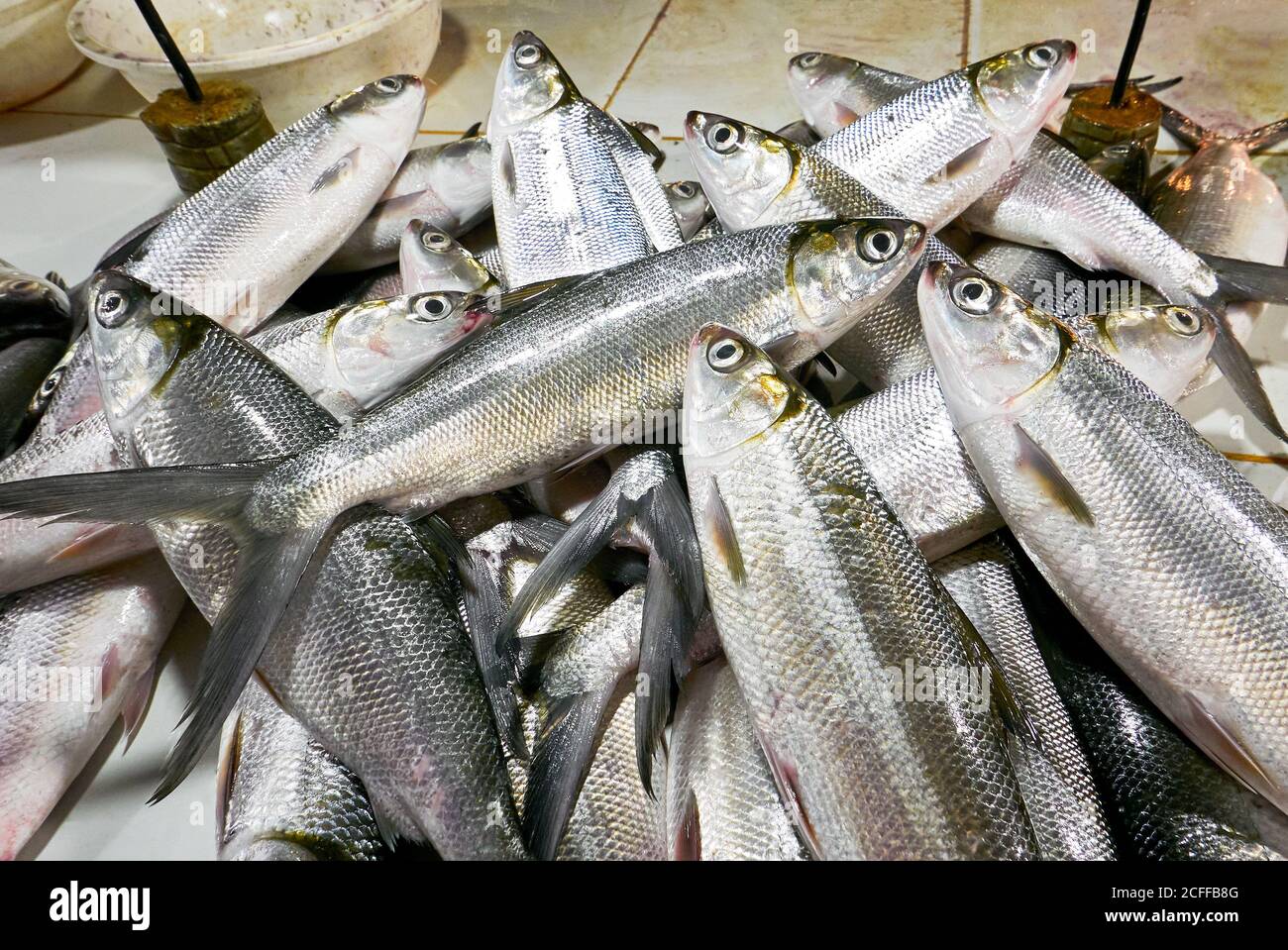 Isolated close-up of a heap of silver colored fresh bangus milk fish for sale at the Central Market in Iloilo City, Philippines Stock Photo