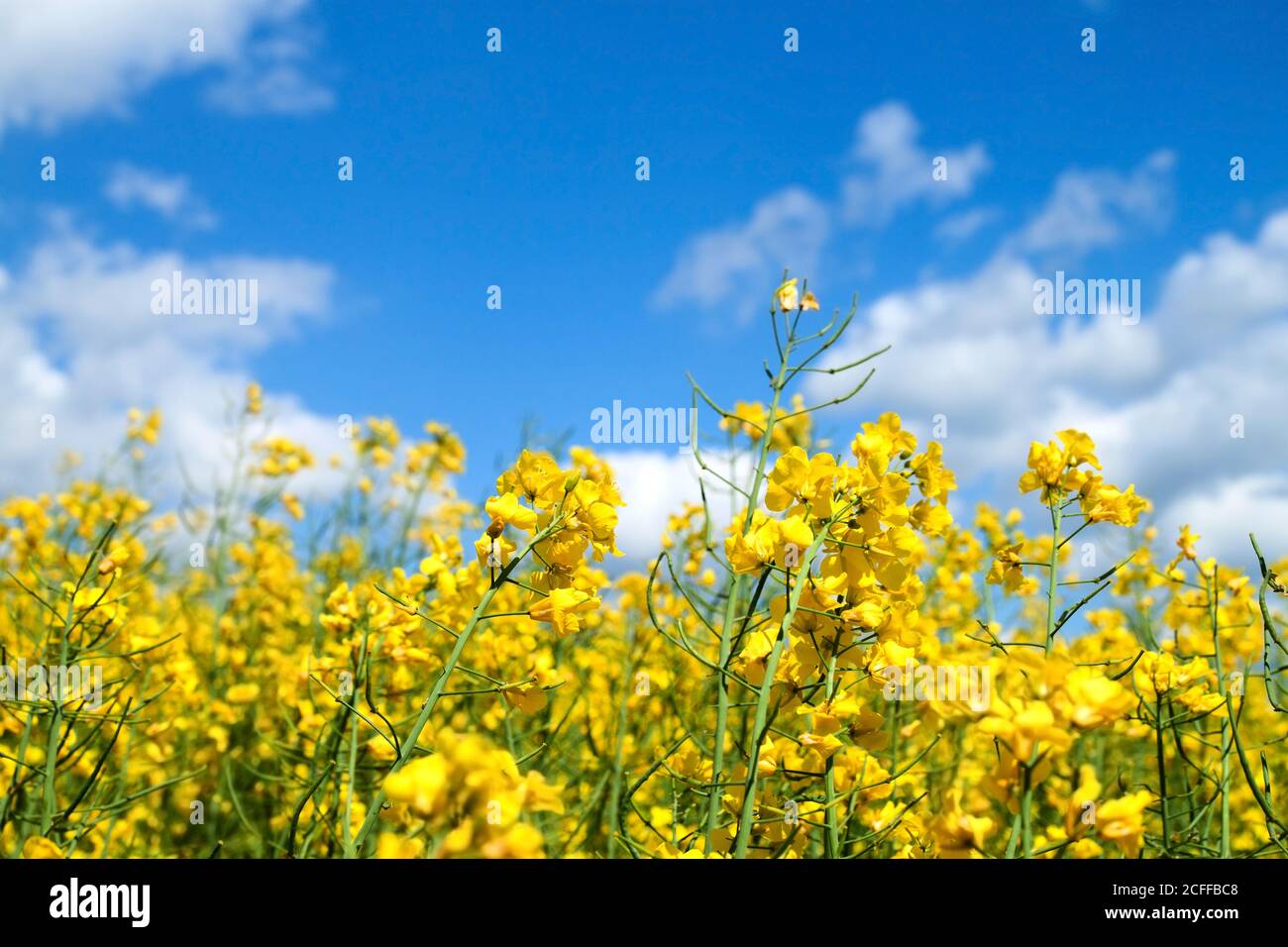 Rape seed field in summer with blue sky and clouds Stock Photo - Alamy