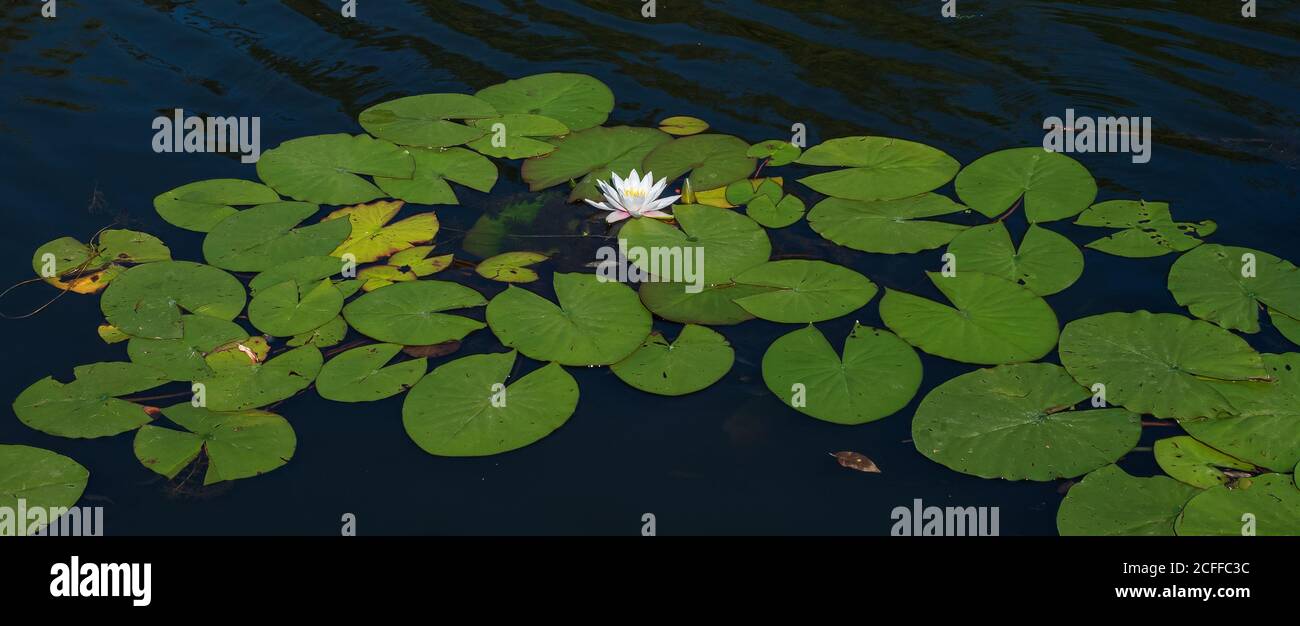 Nymphaea odorata Alba. Waterlily or lotus flower blooms in a pond or river. Close-up of a nymphea Marliacea Albida in a garden pond on the water surfa Stock Photo
