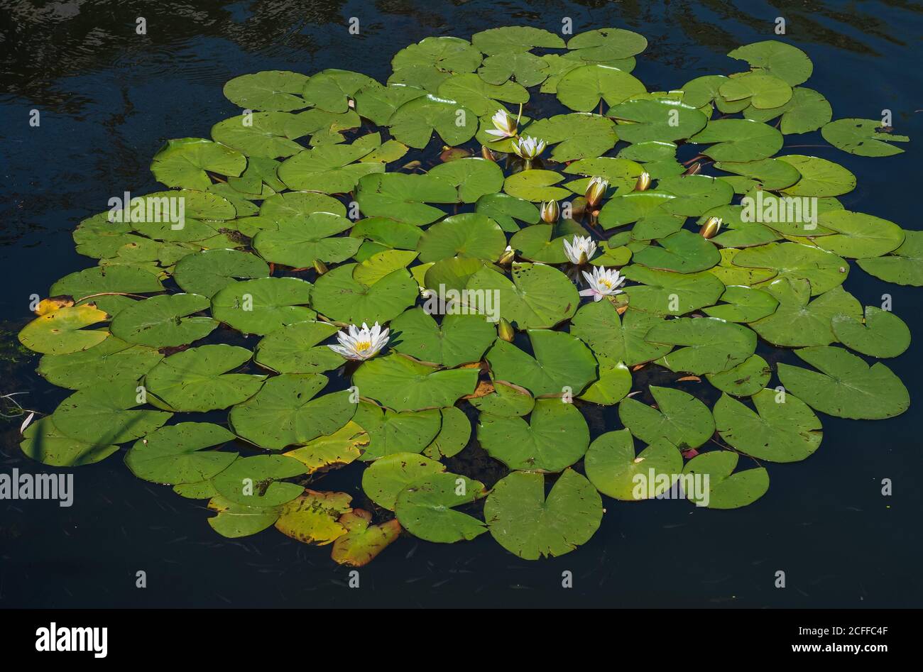 Nymphaea odorata Alba. Waterlilys or lotuses flower blooms in a pond or river. Close-up of a nymphea Marliacea Albida in a garden pond on the water su Stock Photo