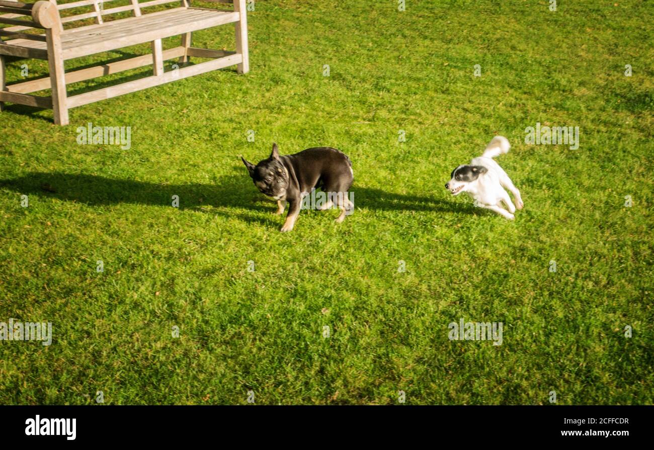 Black and white jack a poo dog hi-res stock photography and images - Alamy