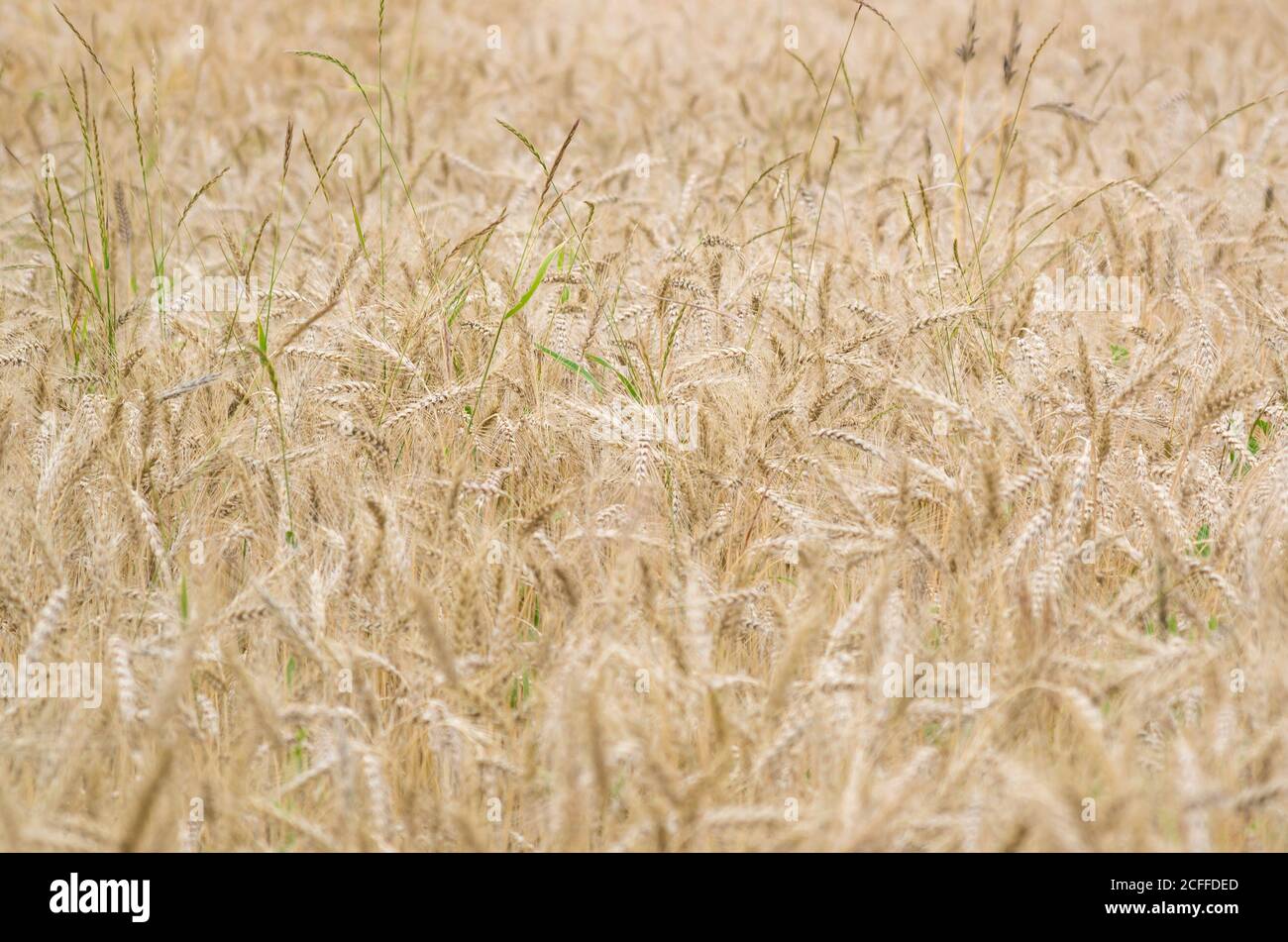 Ripe wheat crops in shallow focus. Seasonal agricultural background. Stock Photo