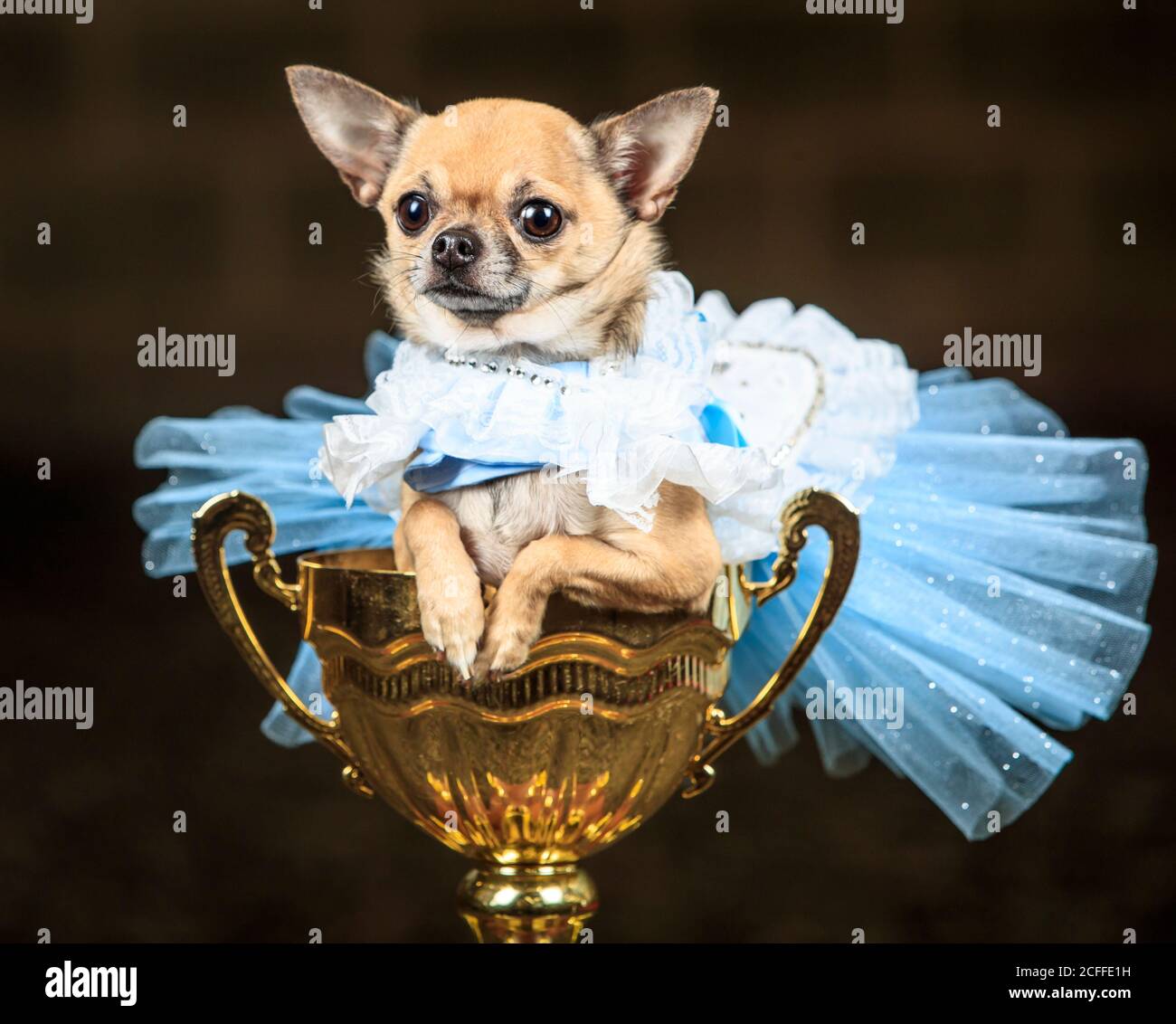 Dolly the Chihuahua dog dressed as Alice in Wonderland, during an Alice in Wonderland and Charlie and the Chocolate Factory themed Furbabies Dog Pageant at Jodhpurs Riding School in Tockwith, North Yorkshire. Stock Photo