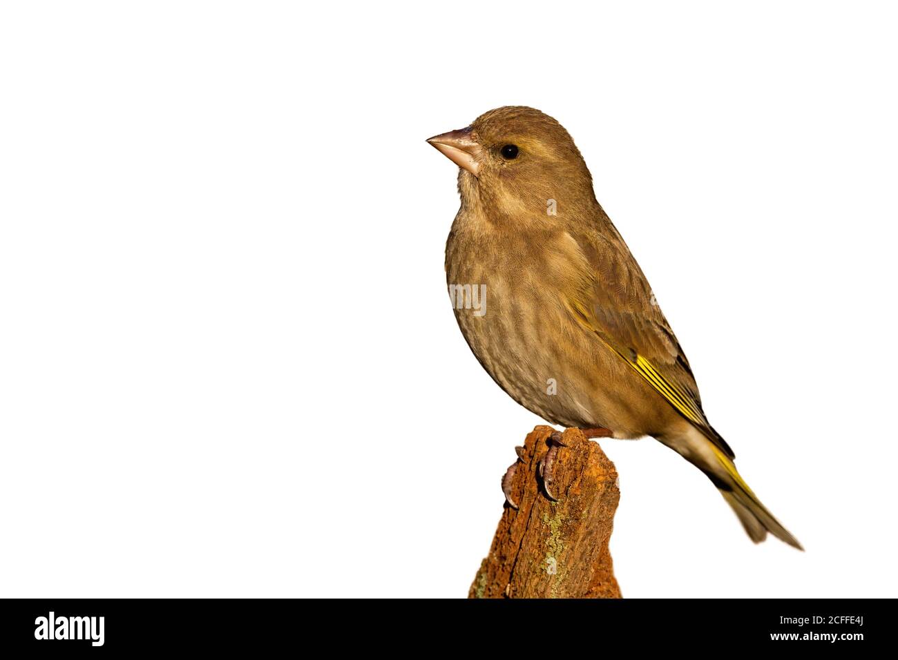 Female european greenfinch sitting on branch isolated on white background. Stock Photo