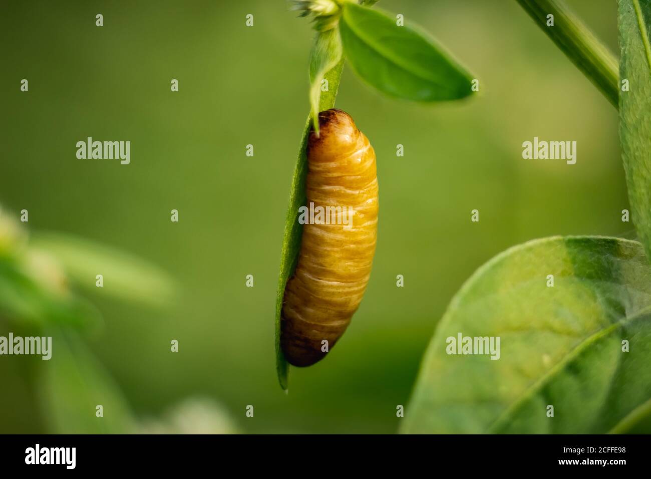 Pupa Butterfly - Big Brown butterfly pupa hanging on the edge of the green leaf in forest isolated on green Background. Pupae is a stage between cater Stock Photo