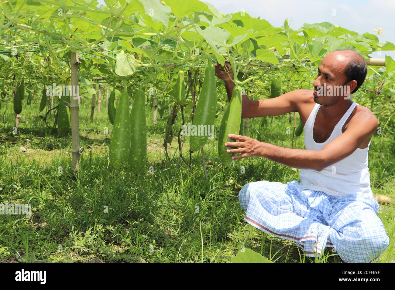 Asian farmer taking care of vegetable plants, holding and checking growth of bottle gourd at a farmland Stock Photo