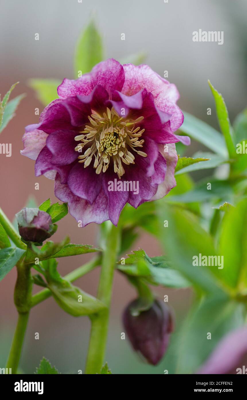 Helleborus double ellen bloom. Hellebore grows in the garden. Hellebore Double Ellen Pink Stock Photo