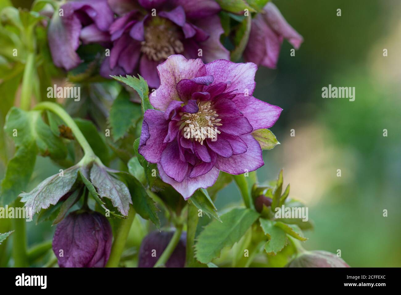 Hellebore grows in the garden. Helleborus Double Hybrids Red Promise. Stock Photo