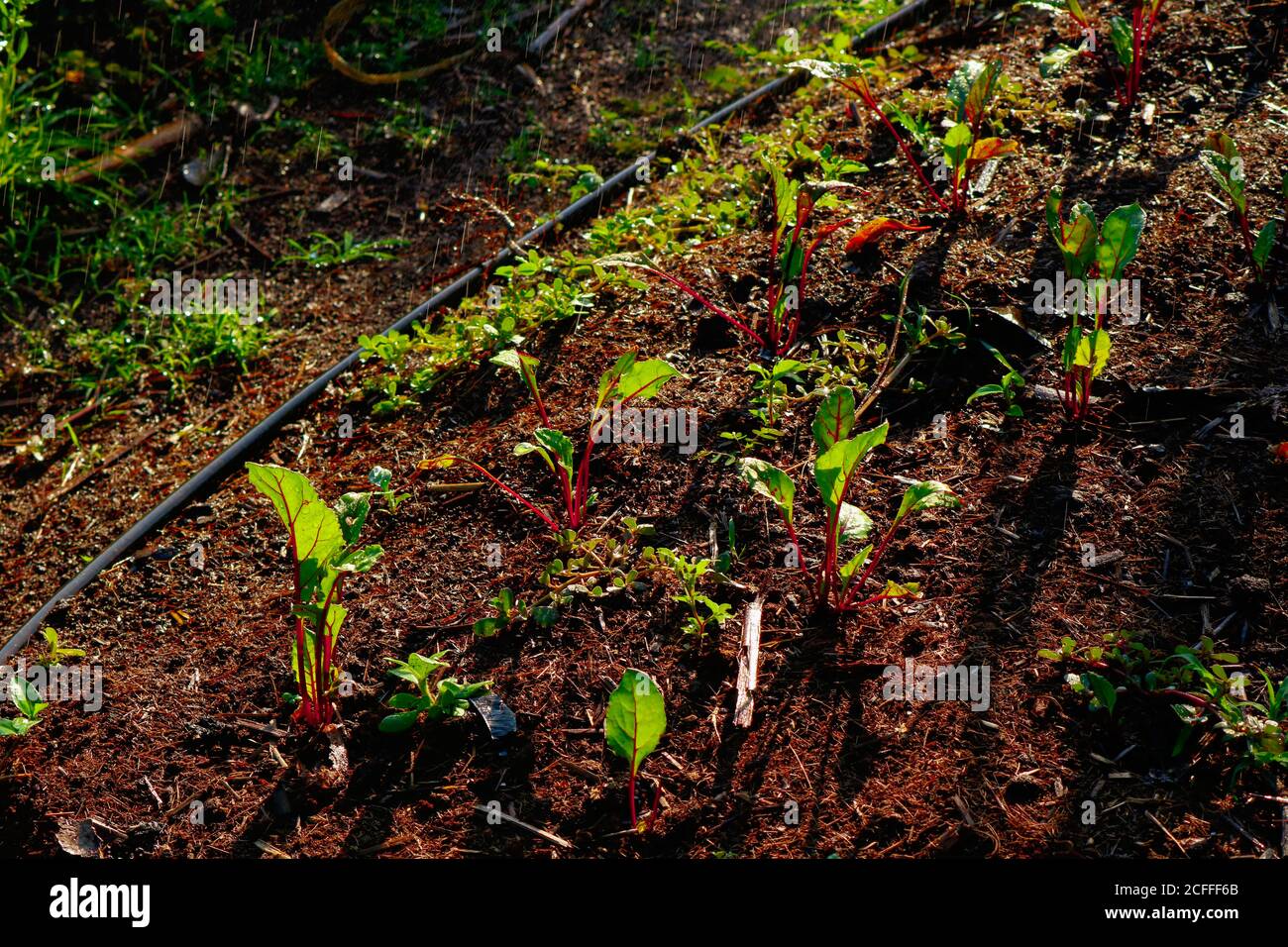 Beetroot growing in water hi-res stock photography and images - Alamy