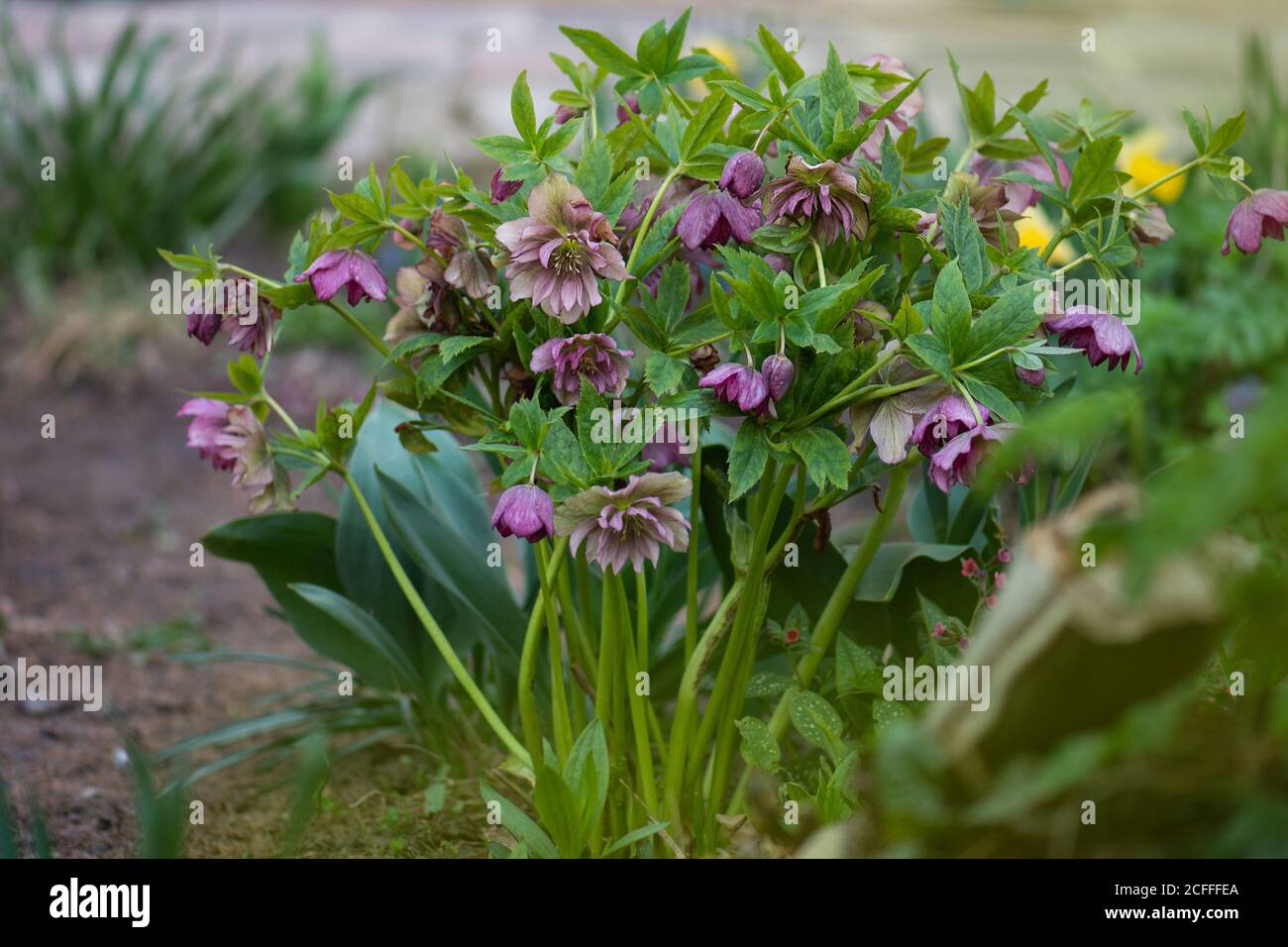 Hellebore grows in the garden. Helleborus Double Hybrids Red Promise. Stock Photo