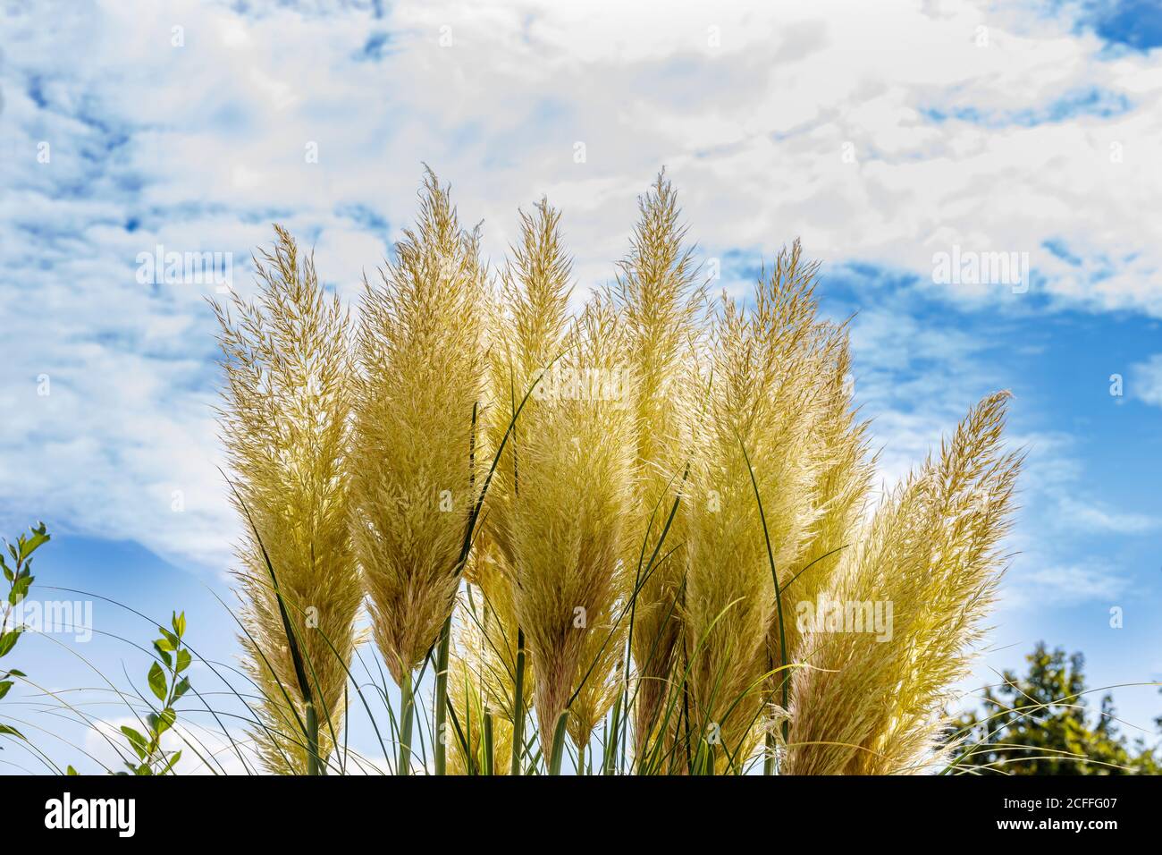 American pampas grass under the blue cloud sky Stock Photo