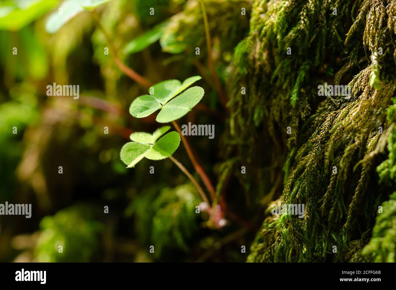 Wood sorrel, growing on a green mossy stone in the forest. Oxalis acetosella, common wood sorrel, is sometimes referred to shamrock, given as a gift. Stock Photo