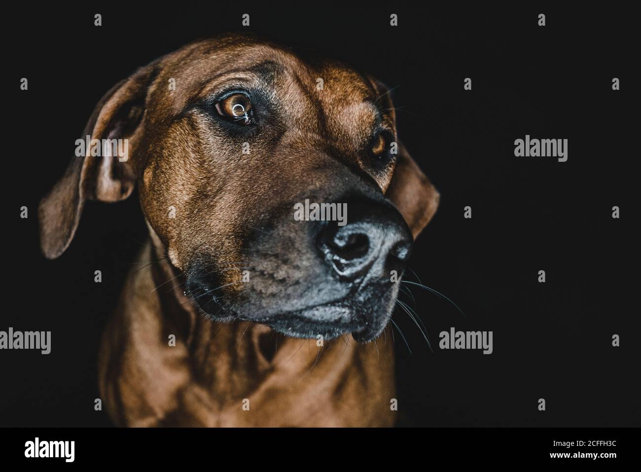 Purebred Ridgeback dog on black background Stock Photo - Alamy