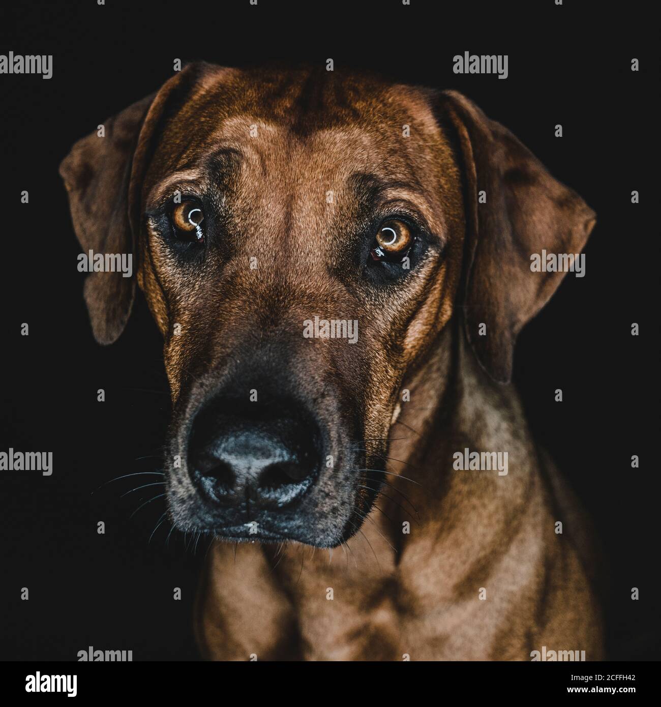 Purebred Ridgeback dog on black background Stock Photo - Alamy